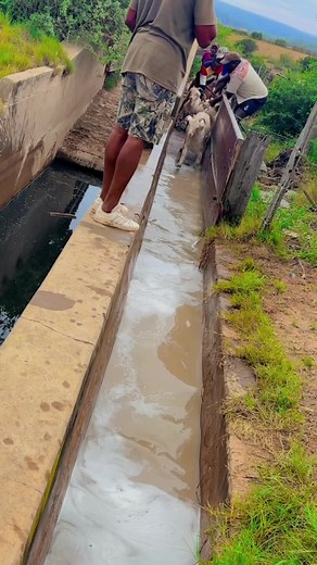 Angora Goats Dipping: Your Para Veterinary Guide