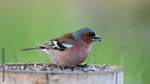 Male Common Chaffinch Fringilla coelebs, perching stump, and eats seeds. Sounds of nature.
