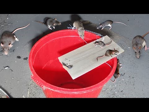 You Only Need a Bucket, a Plank, and a Rod to Catch Mice Safely! 🐭