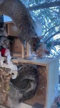 The Squirrel's Life - Day 30 #cute #animals #squirrel #snow