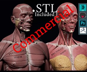 ArtStation - Human Anatomy Kit and Female Anatomy Kit Commercial | Resources
