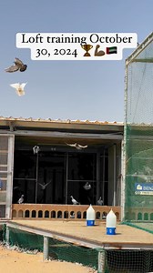 49K views · 1.9K reactions | Dubai One Loft Pigeon Race World Championship Pigeon Sprint Racing dubaipigeonrace.com#racingpigeons #pigeon #pigeons #pigeonlove #pigeonracing #pigeonfan #birds #pigeonsofinstagram #vercin #tauben #duiven #bird #pigeonlover #palomas #pigeonsport #taube #guvercin #pigeonloft #racingpigeon #porumbei #pigeonsport #کبوترپلاکی #pigeonlovers #oneloftrace #pigeon #賽 | Dubai One Loft Pigeon Race | Facebook