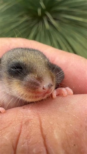 Look at these precious little bundles of cuteness. A couple of critically endangered mountain pygmy possums discovered today at ZooHQ. With only 2000 left in existence. Another 3-4 won’t hurt ❤️ Thanks for your support everyone. Your comments, likes and shares really mean so much. RESPECT 🙏 #endangeredspecies #endangered #mountainpygmypossum #love #cherish | Wild Action