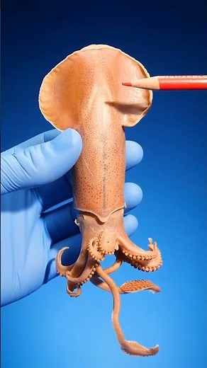 How Squids Move 🦑 The Secret Revealed!