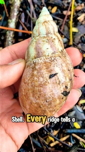 Giant snail shell #shorts #trending #viral #snail