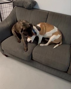 1.3K views · 128 reactions | Pinto and Java Playing. Pinto is available for adoption. Please visit our website for more information And an application! Share share. Share. | Laura's Hope Rescue | Facebook