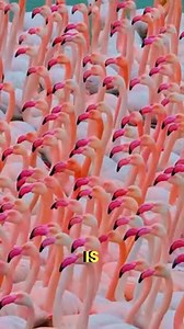 some amazing facts about Flamingo #FlamingoFacts #PinkBirds #WildlifeWonder | Pawsand tales
