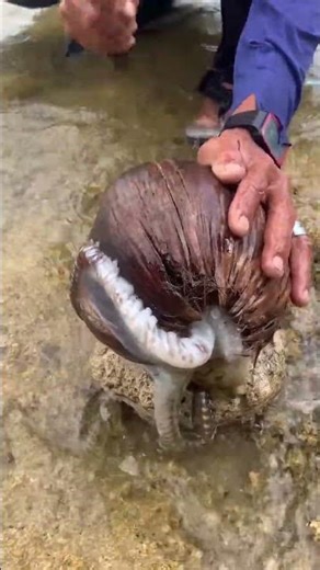 You Won’t Believe What’s Hiding Inside This Coconut! 🥥🐙
