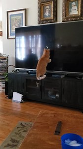 Cam Dankers on Reels | Facebook