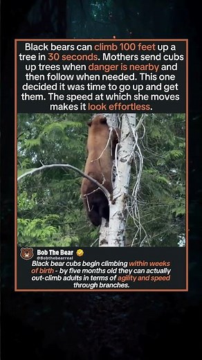 Black Bear Climbs 100 Feet in 30 Seconds