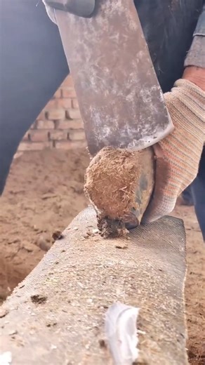 "Unwind and Explore with Donkey Hoof Care in Rural Areas 🐴🌳" RE #animal #horse #cow #donkey #hoofcare #satisfying #hoof #care #helping | Hoof Care