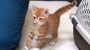 Marmalade's first trip to the vet when he was a kitten… he loved exploring the new space but as you could see wasn't a fan of the vaccinations! … Such a BIG meow from such a tiny kitten!