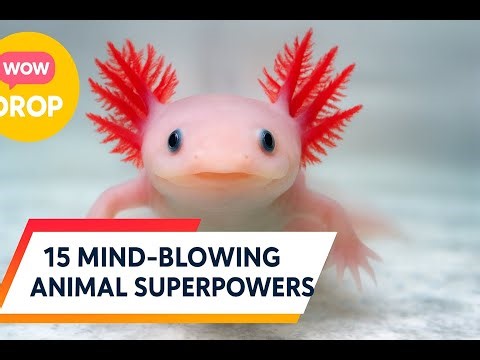 15 Creatures That Break the Rules of Biology – Nature’s Biggest Rebels!