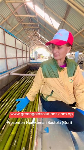 Bamboo Treatment Process #bamboo #ggsolutions #ecofriendly #innovations #sustainability #foryouシ #foryoupageシ #fypシ゚viralシ | GG Solutions