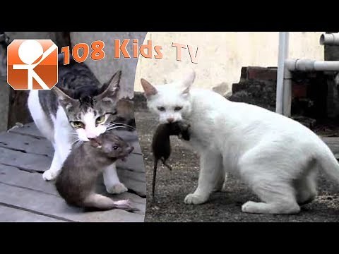 Sound of Cats to scare the Rats