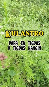 Kilalanin Ang damong kulantro, Isang mabisa SA tigdas o tigdas hangin #healthytips #naturalmedicine #informativepost #itsnatural #HerbalMedicine #informativereels #halamanggamot #tigdas | Rey P Obongen
