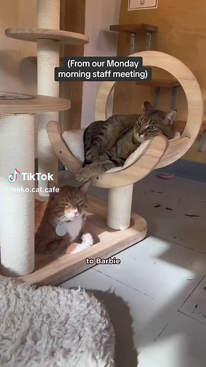 NEKO Cat Cafe on TikTok