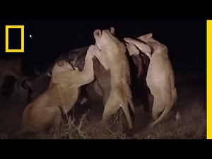 Lion Pride vs. Buffalo | National Geographic