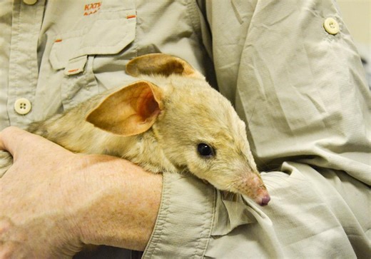 Become a wildlife hero