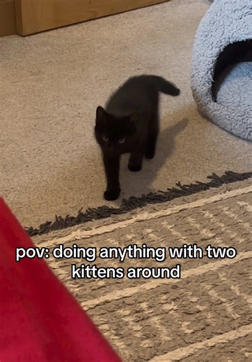 I can’t take a step without my two tiny shadows🐈‍⬛🖤 #blackcat #kittensoftiktok #cattok #fyp #kitten
