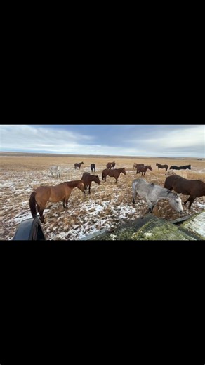 2026 is going to be exciting with foals arriving by Smooth Talkin Style , Travelin Jonez , Boon Too Suen , The Notorious Big , Frenchman’s Fabulous, CD sugar Steve , Caught A Wink and WoodYah ! | Two C Ranch Horses