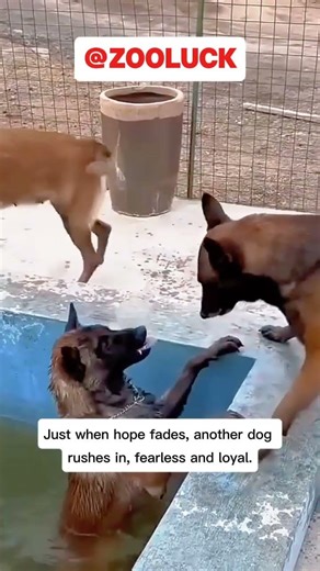 Unexpected Dive: A Dog Slips Into the