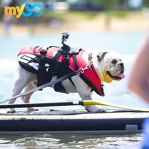 40K views · 38 reactions | CUTE ALERT  Gold Coasters, you better...