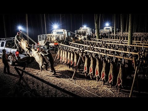 Night Battle - Record-Breaking Wild Boar Shooting - 600 Wild Boars Captured in One Night
