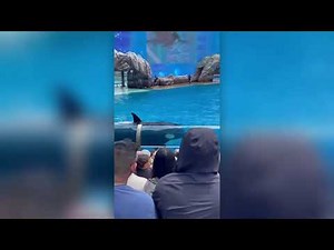 Corky during the 2 p.m. Orca Encounter Show (San Diego, California)