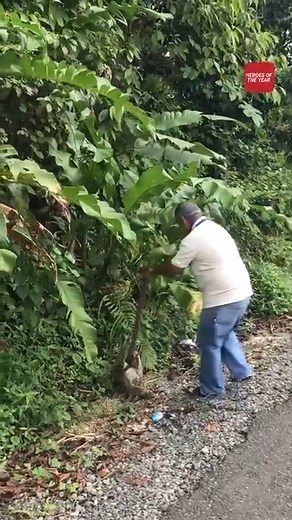 13K views · 77 reactions | Sloth rescue! | Reader's Digest | Facebook