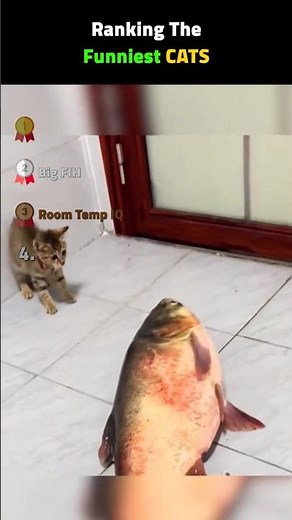 Ranking Funniest Cat Videos