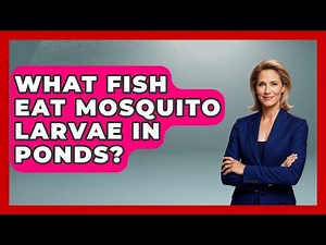 What Fish Eat Mosquito Larvae In Ponds? - Insects and Invaders