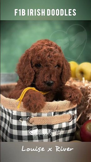 Medium F1B Irish Doodle Puppies | 6-weeks old | Louise & River