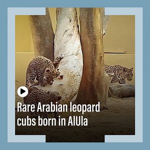 5.6K views · 207 reactions | Two Arabian leopards born in Saudi Arabia are part of a programme aimed at introducing more of the rare species to the north-west part of the kingdom. news.ae/3QSE1Jj | The National | Facebook