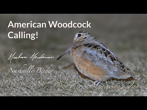 American Woodcock Calling