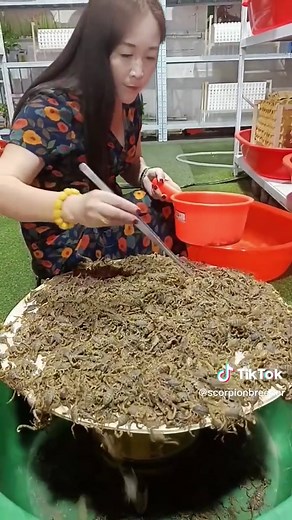 scorpion breeder on TikTok
