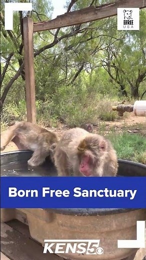Monkeys make their home in South Texas