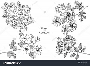 Rose Flowers Drawing Lineart On White Stock Vector (Royalty Free) 743802292 | Shutterstock