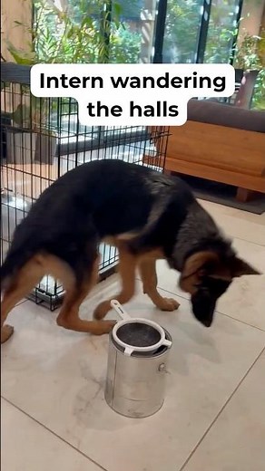 How Bed Bug Detection Training Begins | Izze’s First Day as an Intern