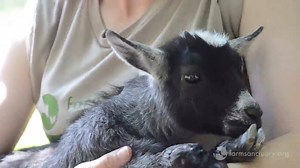 This week at Farm Sanctuary: Josie-Mae goat’s mobility challenges mean that she needs a bit of extra attention, but she is thriving under the special care she’s receiving at Farm Sanctuary. The process of having her leg shaved, hoof trimmed, and wraps and splints applied can be a little bit stressful — but with her #humanimal friends to help her through it, she can handle anything. And the end result — being able to walk and play with ease — is well worth it! | Farm Sanctuary