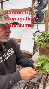 Garden Tip Propagating Geraniums #gardening #raisedbedgardening #propagating | Tdgn Greenhouse
