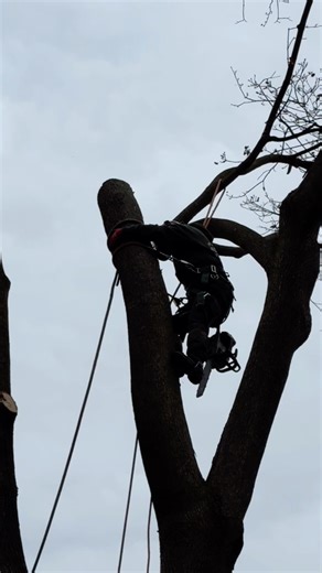 1K views | Did your yard survive the weekend winds? If you have fallen branches or damaged trees, our crew is ready to help. Give us a call! | A Cut Above Tree Service Of PA | Facebook