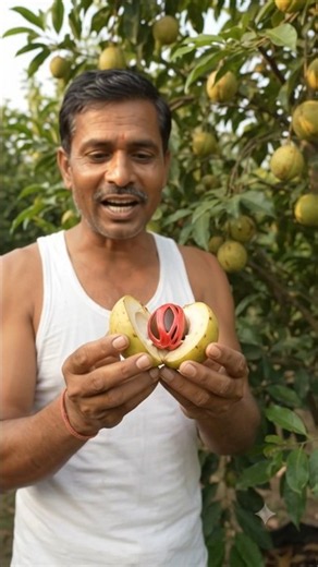Nutmeg Tree 🌿| How Nutmeg Grows & Amazing Spice Inside! 🤯 #Shorts#plants#tree#agriculture#shortvideo
