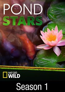 Pond Stars: California Streaming
