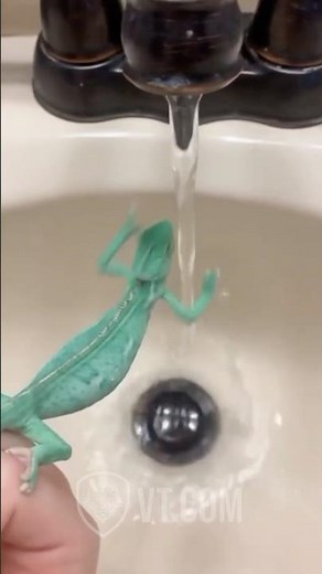 Chameleon Throws Hands with Running Water 💦🦎😂