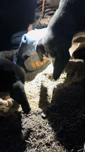 🐶 Mixed Puppies Bosco and Marbles Dig a Hole & Silly Billy Tries to Play 🐾