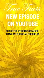 https://youtu.be/vlANF-v9lb0 | True Facts