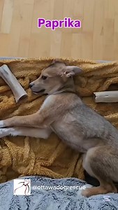 Do you think you can vibe with Paprika? | Ottawa Dog Rescue