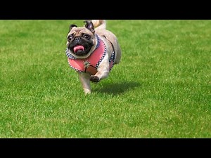 Understanding and Managing Behavioral Issues in Pugs