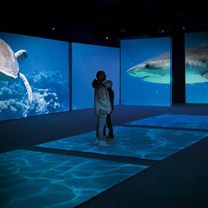 50K views · 720 reactions | Surf's up! Come explore the mysterious world of sharks! Planet Shark: Predator or Prey at the Science Museum of Virginia features a stunning collection of shark teeth, huge jaws, fossil specimens and more. | Science Museum of Virginia | Facebook